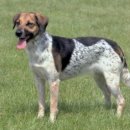 도그도그 이미지