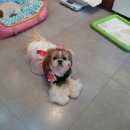 백설 애견샵 이미지