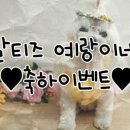 똥싼 강아지 이미지