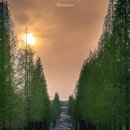 기지시 메타세콰이아 이미지