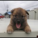 황룡켄넬 이미지