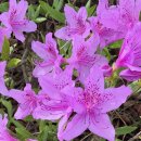 갈성 | 강현의 고대(138) 임나일본부설의 허구(23) 계체천황기의 임나(4)