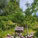 오렌지 꽃향기는 바람에 날리고 | 오렌지꽃향기는 바람에 날리고 펜션