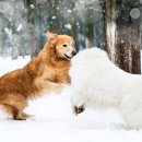 리베동물메디컬센터 이미지