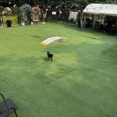 옥자네애견카페 유치원 호텔 미용 이미지