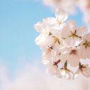 경화벚꽃한의원 이미지