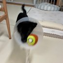 수컷 강아지 중성화 시기·비용·준비사항 총정리 🐶 까뮈 수술 후기