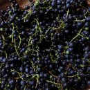 머루다래 이미지