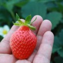 황룡농장 이미지