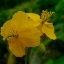 애기똥풀 이미지