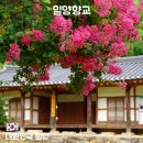 한산향교 | 밀양 배롱나무 명소 추천! 지금 가기 좋은 밀양향교 개화상황