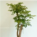 해피트리 이미지