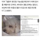 '또 맞을까봐' 배변 실수하는 동생 숨겨주는 오빠 비숑 학대 의심 이미지