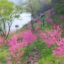 4월 18일 산꽃 피는 금강변의 봄날, 잠두리, 각시소길, 홍도화마을, 천황사 이미지