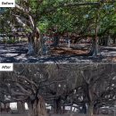 하와이 화재: 지도의 전/후 이미지에서 마우이의 황폐된 모습을 볼수 있다-BBC 이미지