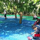 김영도농장 이미지