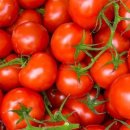 토마토의 12의 건강효과, 알아 두기 바라는 5가지의 주의점 이미지