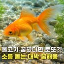 설마 대박 재물운? 황금 물고기 잡는 꿈 금붕어 꿈해몽 총정리