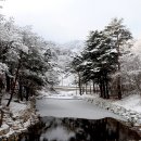 금강송 생태경영림 이미지