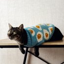 펫아미 강아지분양 고양이분양 동탄점 이미지