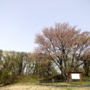 관음사의 왕벚나무자생지 이미지