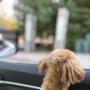 오토오아이스 (롯데마트 춘천점) | 강원도 춘천 닭갈비 축제, 출렁다리, 춘천 카페 대만 느낌 망우당