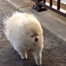 마성짬뽕 이미지