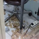 장화신은 고양이 & 강아지 미용 이미지