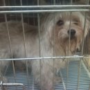 로얄벳 동물병원 이미지