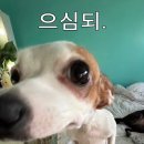 다 Daum카페