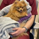 소나무동물메디컬 센터 이미지