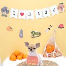 도그루밍 이미지