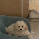 도그루밍 이미지