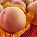 용천농원 이미지