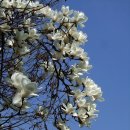 봄에 꽃피는 봄꽃나무, 꽃말 모음 이미지