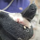 송촌선비동물병원 이미지