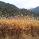 억새마을 이미지