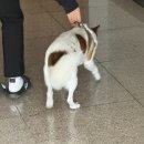 맘스터치 평산점 | 10월의 가을 하늘은 높고 나는 살찐다