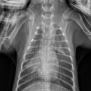 일광해빛동물병원 이미지