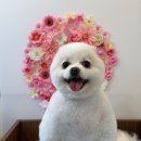 꽃내음나개 이미지