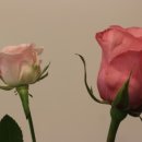 라떼플로라 이미지