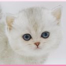 광주고양이분양 제나캣 광주점 이미지