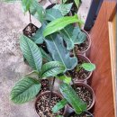 비바리움매니아 이미지