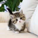 수원고양이분양 고사남 본점 이미지