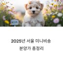 몽프리제 | 서울에서 인기 폭발! 미니비숑 분양가 리얼 정리