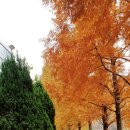 대연지구대 공중화장실 | 금정산 단풍 산행 율리역에서 금곡동 율리바위그늘 유적 보고 가람낙조길 걷고 부산 화명수목원 단풍...