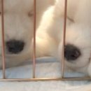 포숑포숑 이미지