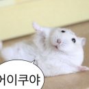 서린낙지 이미지