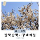 연화리 경로당 | 부산 울산 근교 봄 명소 2월 3월 가볼만한곳 기장 매화원 개화시기 실시간 개화상태