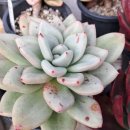 대아수퍼 이미지